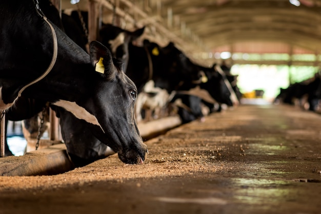 Vaches laitières dans une ferme