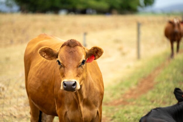 Des vaches laitières paissent sur l'herbe verte au printemps en Australie