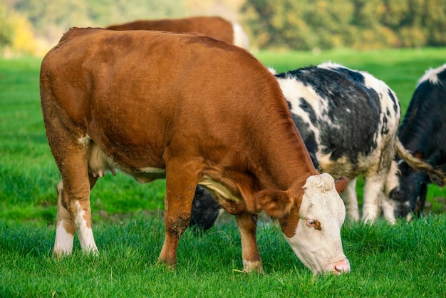 Vaches laitières qui paissent dans des pâturages verdoyants