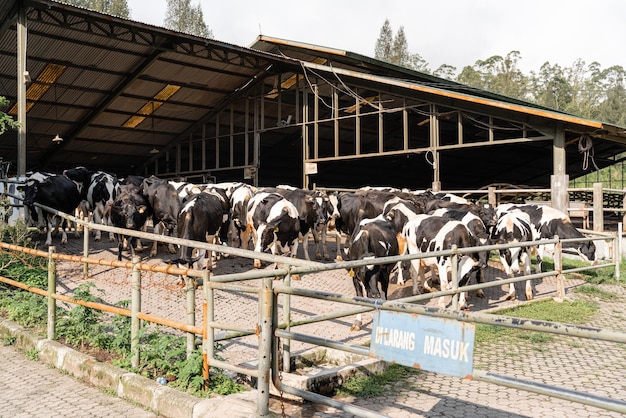 les vaches laitières sont en train de prendre du lait