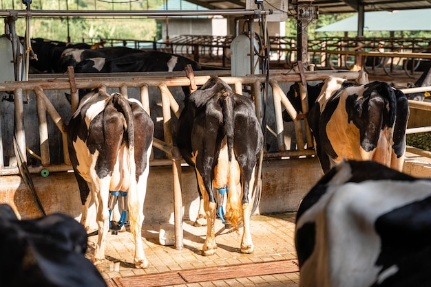 les vaches laitières sont en train de prendre du lait