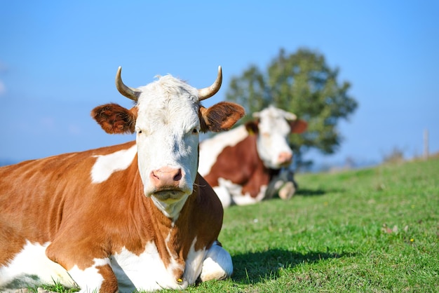 Des vaches libres et heureuses se reposent et se trouvent sur un alpage verdoyant en journée ensoleillée