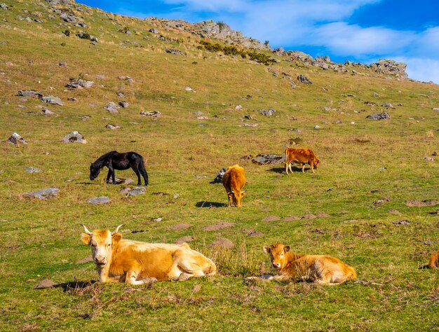 Vaches Libres Se Reposant Dans L'herbe Au-dessus Du Mont Adarra à Guipuzcoa. Pays Basque