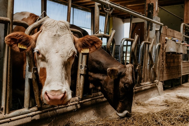 Des vaches mangeant du foin dans une grange d'une ferme