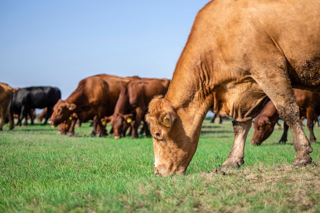 Vaches mangeant de l'herbe par une journée ensoleillée. Vue rapprochée d'une vache en bonne santé broutant en plein air sur le terrain