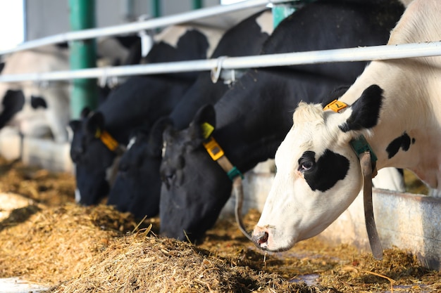 Les vaches mangent du foin à la ferme