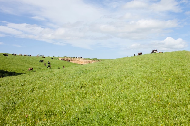 Les vaches mangent de l'herbe sur un champ vert
