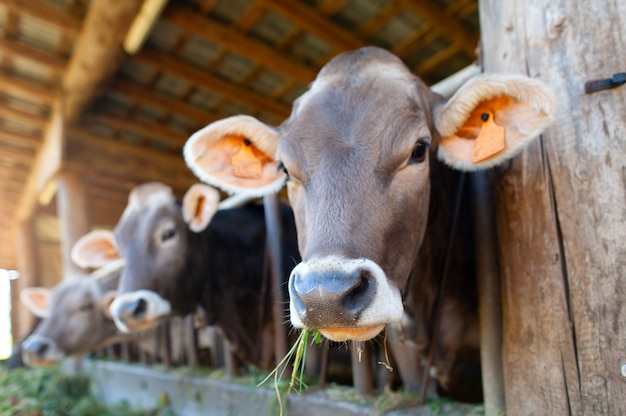 Les vaches mangent de la mangeoire dans l'écurie des Alpes italiennes