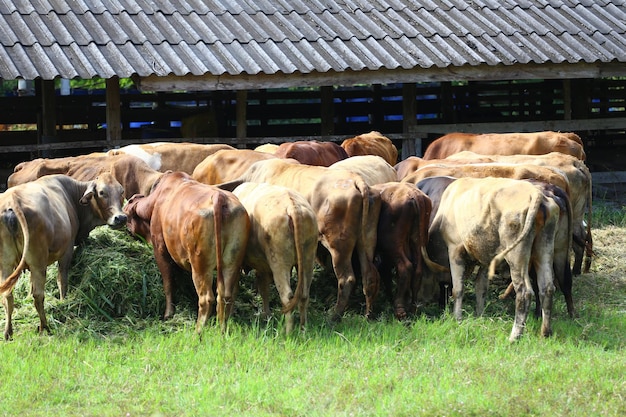 Photo les vaches mangent de la nourriture dans une ferme animale.