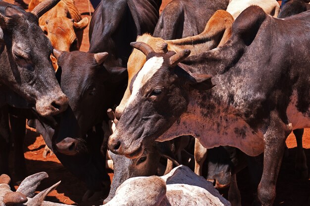 Vaches sur le marché local en Afrique, Moshi