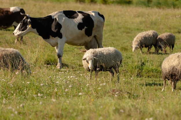 Photo les vaches et les moutons paissent dans le pré