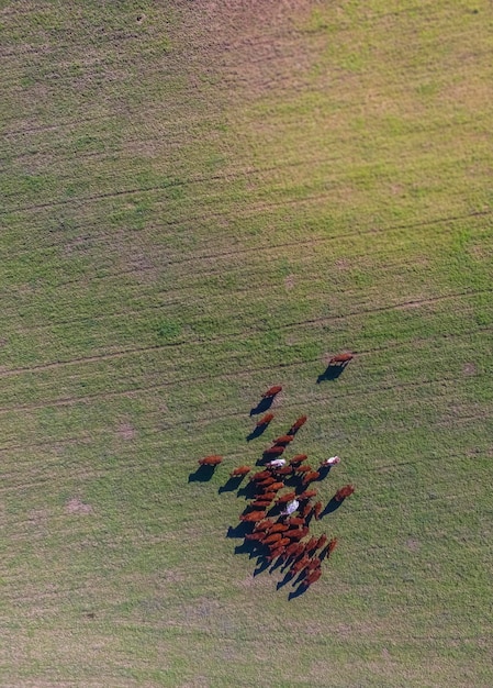 Vaches nourries à l'herbe dans la campagne Pampa PatagoniaArgentina