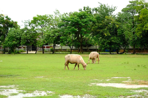 vaches paissant dans un pré