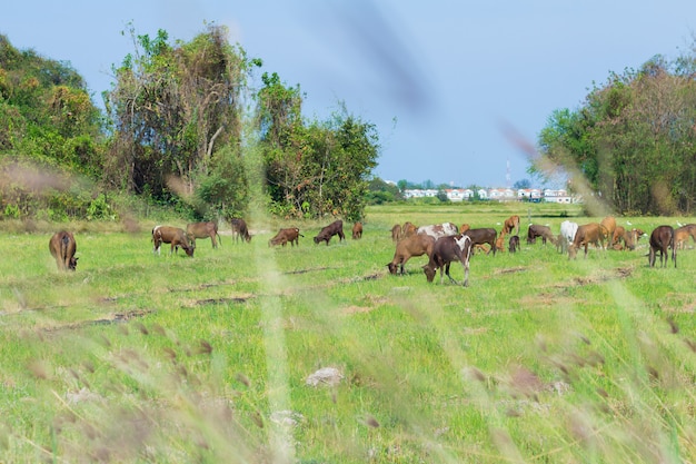 Vaches paissant à la ferme avec champ vert par beau temps