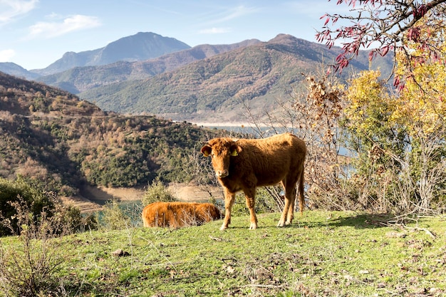 Les vaches paissant sur une prairie de montagne près du lac