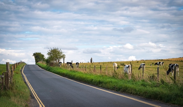Les vaches paissant près de Pierres préhistoriques à Avebury dans le Wiltshire, Angleterre Royaume-Uni