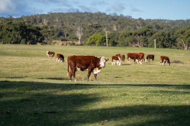 Des vaches paissent au coucher du soleil dans une ferme en Australie