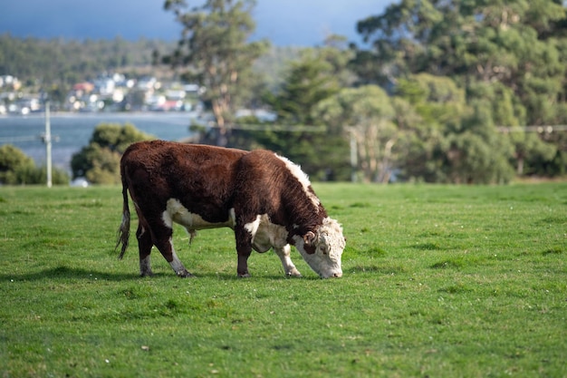 Des vaches paissent au coucher du soleil dans une ferme