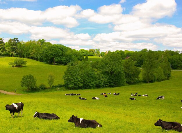 Photo des vaches paissent sur le champ contre le ciel.