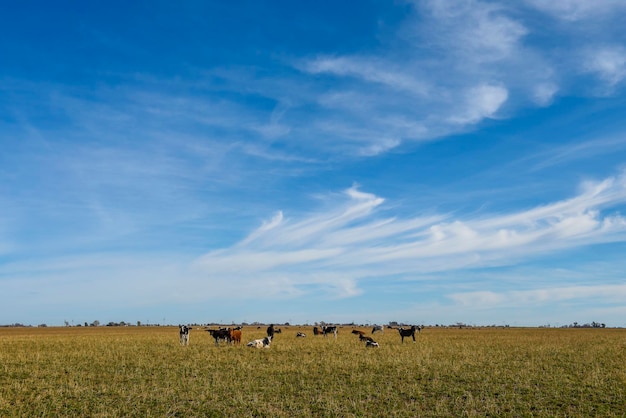 Des vaches paissent dans les champs de la plaine de la Pampas en Argentine
