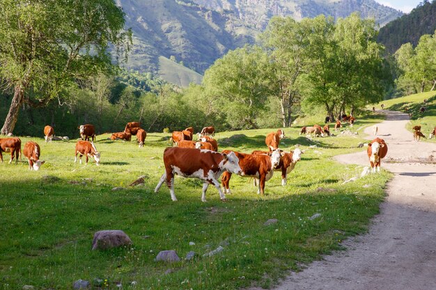 les vaches paissent dans les montagnes