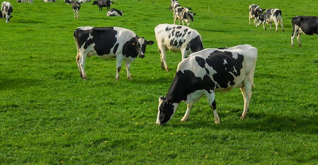 Les vaches paissent dans les pâturages Mise au point sélective