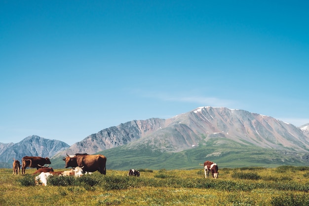 Les vaches paissent dans les Prairies dans la vallée contre les magnifiques montagnes géantes en journée ensoleillée.