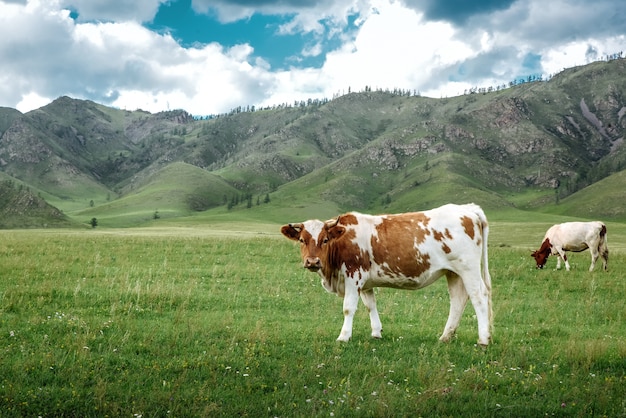 Les vaches paissent dans les prairies écologiques contre un paysage de montagne et le ciel avec des nuages