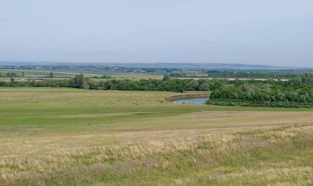 Les vaches paissent dans un pré au bord de la rivière Bashkortostan Russie