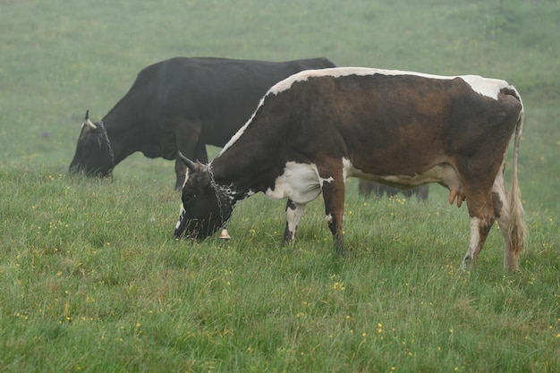 Des vaches paissent dans un pré dans le brouillard Vaches des Carpates en Ukraine