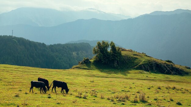 Les vaches paissent dans un pré dans les montagnes du Caucase