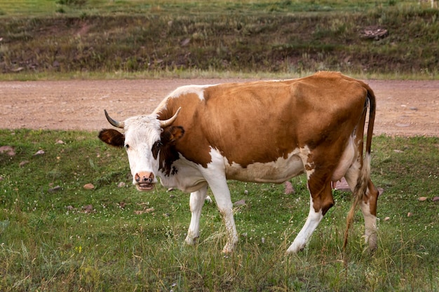 Les vaches paissent dans le pré en été Bovins à la ferme