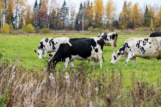 Les vaches paissent dans le pré et mangent de l'herbe verte à la campagne