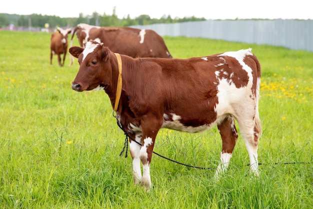 Les vaches paissent dans un pré vert.