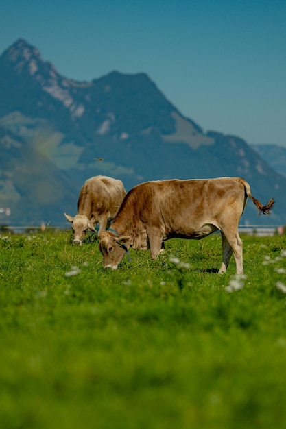 Des vaches paissent sur un pâturage de bétail de prairie alpine dans un champ d'herbe