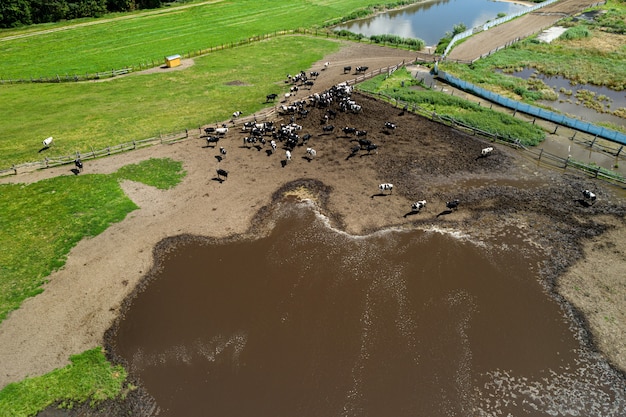 Les vaches paissent sur une vue de dessus d'une ferme d'élevage