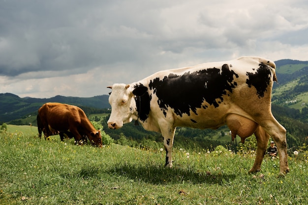 Les vaches par une journée ensoleillée d'été paissent sur un pré vert haut dans les montagnes.