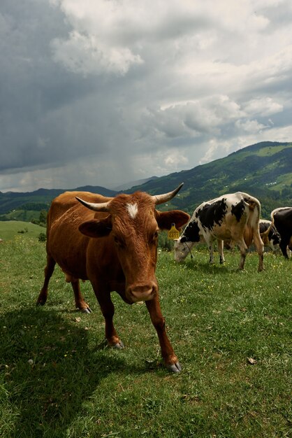 Les vaches par une journée ensoleillée d'été paissent sur un pré vert haut dans les montagnes.