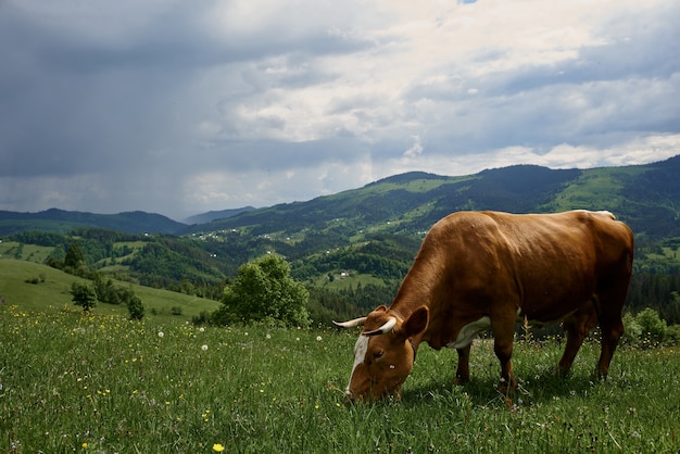 Les vaches par une journée ensoleillée d'été paissent sur un pré vert haut dans les montagnes.