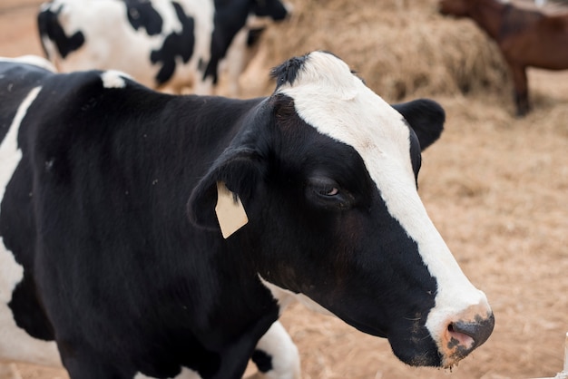 Vaches, pâturage, sur, champ