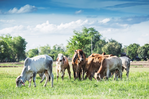 Vaches, pâturage, vert, pré, été, ensoleillé, jour