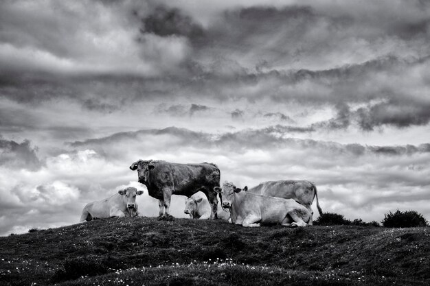 Photo des vaches sur le paysage contre le ciel