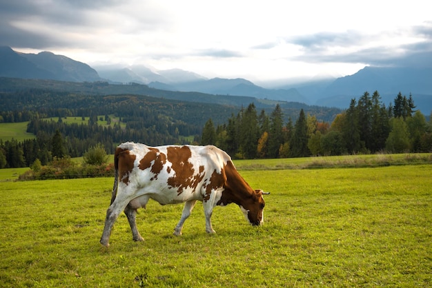 Vaches sur le pré. Belle vue sur la nature slovaque.