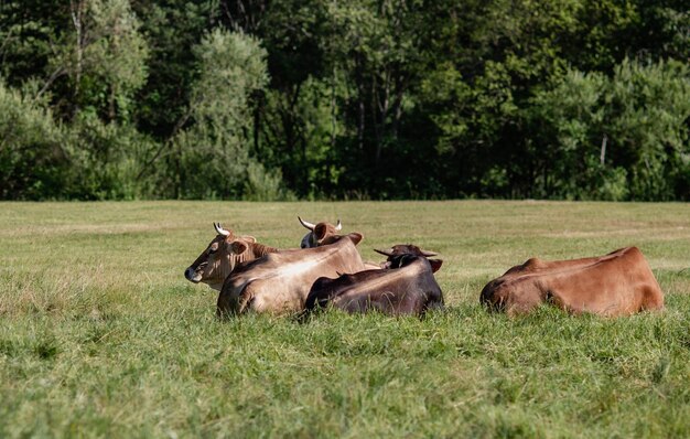 Vaches sur le pré dans un beau concept d'agriculteur de paysage forestier