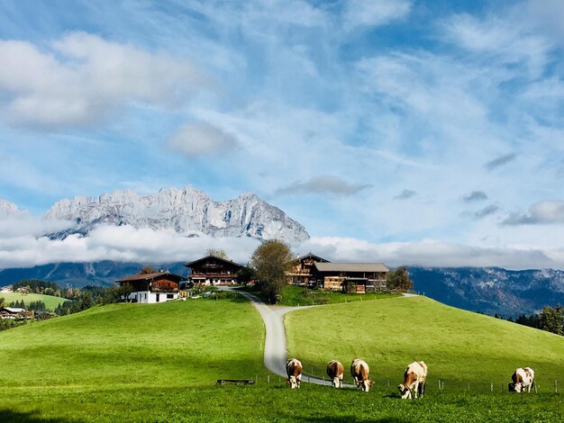 Photo des vaches qui paissent sur le champ contre le ciel
