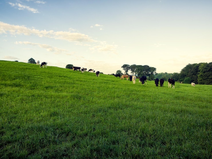 Photo des vaches qui paissent sur le champ contre le ciel