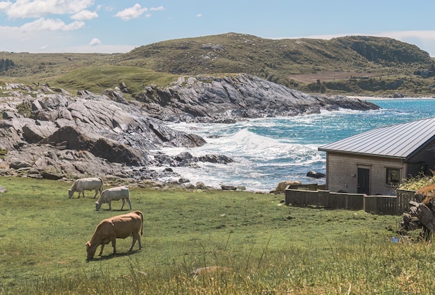 Vaches qui paissent dans un champ sur la côte de la Norvège