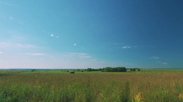 Vaches qui paissent dans un champ en été Troupeau de vaches noires qui paissent sur une ferme ouverte avec du bétail sur le champ en été