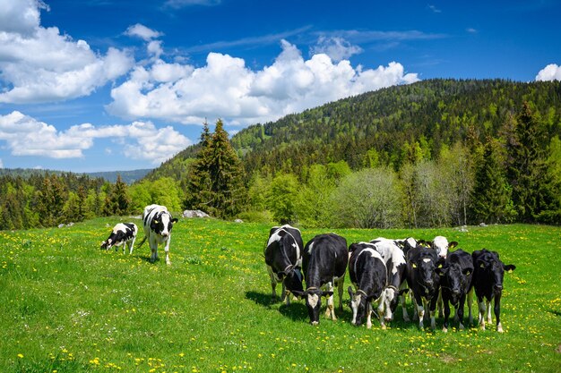 Photo des vaches qui paissent dans un champ