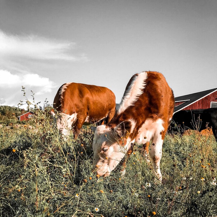 Photo des vaches qui paissent dans un champ